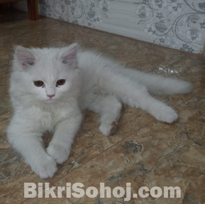 Parshian kitten 2 female